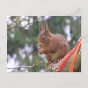 Cute Sitting Squirrel DIY Briefkaart