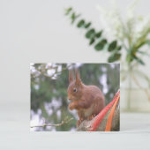Cute Sitting Squirrel DIY Briefkaart (Staand voorkant)