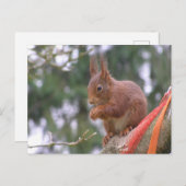 Cute Sitting Squirrel DIY Briefkaart (Voorkant / Achterkant)