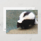Cute Skunk Briefkaart (Voorkant / Achterkant)