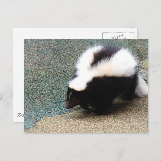 Cute Skunk Briefkaart (Voorkant / Achterkant)