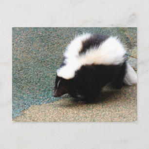 Cute Skunk Briefkaart