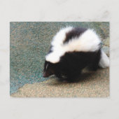 Cute Skunk Briefkaart (Voorkant)
