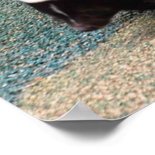 Cute Skunk Poster (Hoek)