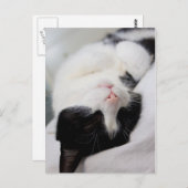 Cute slaapcat tombe slaapt briefkaart (Voorkant / Achterkant)