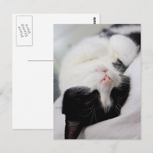 Cute slaapcat tombe slaapt briefkaart (Voorkant / Achterkant)