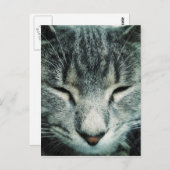 Cute slaaptabby kitten briefkaart (Voorkant / Achterkant)