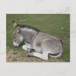 Cute slapende baby ezel briefkaart