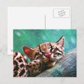 Cute Slaping Baby Ocelot Kitten Briefkaart (Voorkant / Achterkant)