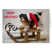 Cute Sled Dog Kerstmis (Voorkant Horizontaal)