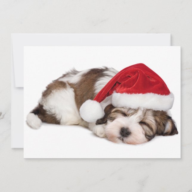 Cute Sleeping Havanese Puppy Dog is droomig (Voorkant)