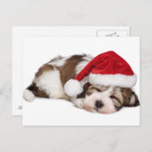 Cute Sleeping Havanese Puppy Dog is droomig Briefkaart (Voorkant / Achterkant)