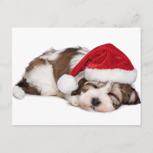 Cute Sleeping Havanese Puppy Dog is droomig Briefkaart (Voorkant)