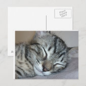 Cute Sleeping Kitten Briefkaart (Voorkant / Achterkant)