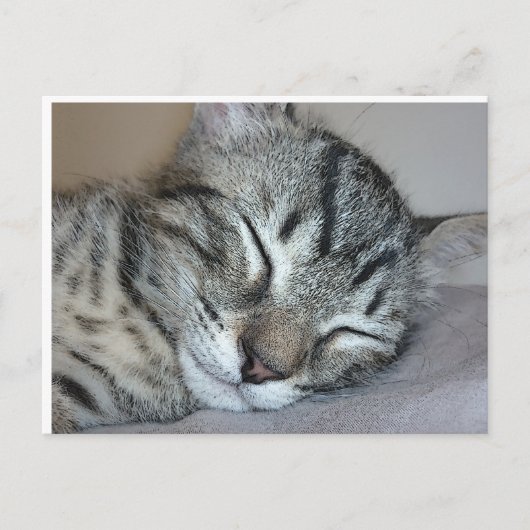 Cute Sleeping Kitten Briefkaart (Voorkant)