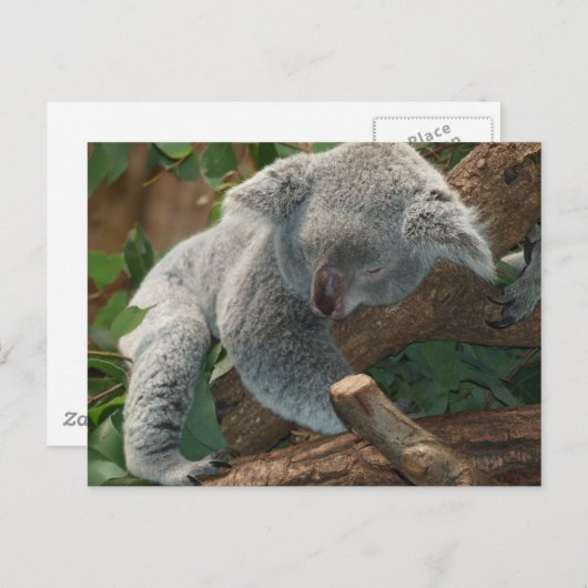 Cute Sleeping Koala Beer Briefkaart (Voorkant / Achterkant)