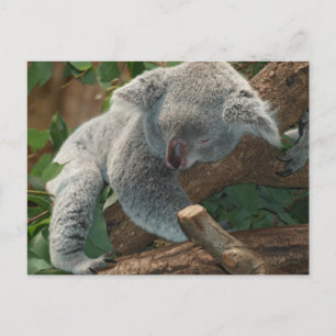 Cute Sleeping Koala Beer Briefkaart