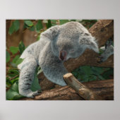 Cute Sleeping Koala Beer Poster (Voorkant)