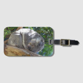 Cute Sleeping Koala in de boom Bagagelabel (Voorkant (horizontaal))