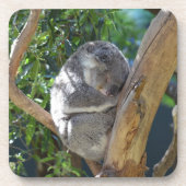 Cute Sleeping Koala in de boom Bier Onderzetter (Voorkant)
