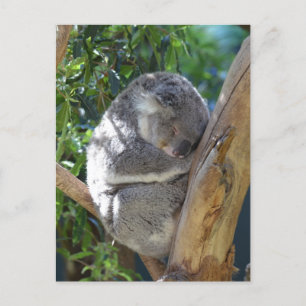 Cute Sleeping Koala in de boom Briefkaart
