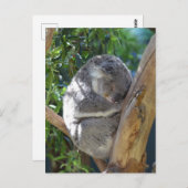 Cute Sleeping Koala in de boom Briefkaart (Voorkant / Achterkant)