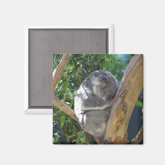 Cute Sleeping Koala in de boom Magneet (Voorkant / Achterkant)