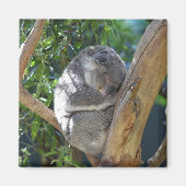 Cute Sleeping Koala in de boom Magneet (Voorkant)