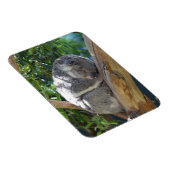 Cute Sleeping Koala in de boom Magneet (Rechterzijde)