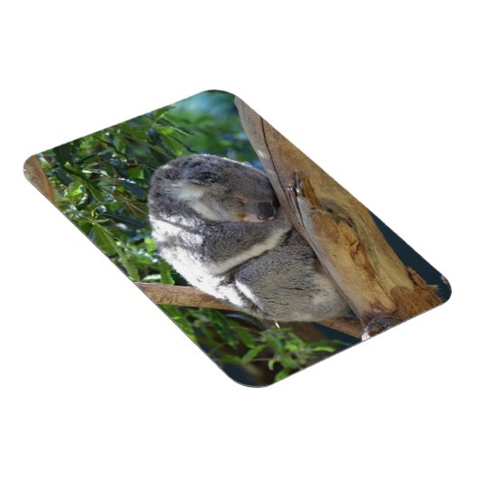 Cute Sleeping Koala in de boom Magneet (Rechterzijde)