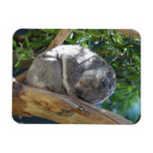 Cute Sleeping Koala in de boom Magneet (Horizontaal)