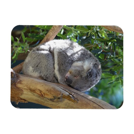 Cute Sleeping Koala in de boom Magneet (Horizontaal)