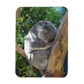 Cute Sleeping Koala in de boom Magneet (Verticaal)