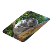Cute Sleeping Koala in de boom Magneet (Linkerzijde)
