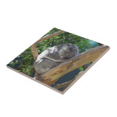 Cute Sleeping Koala in Tree Tegeltje (Zijkant)