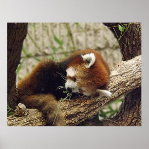 Cute Sleeping Red Panda met voedsel in de mond Poster