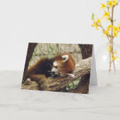 Cute Sleeping Red Panda w/Food in It's Mouth Kaart (Gele Bloem)