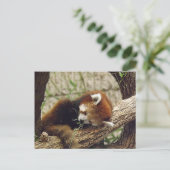Cute Sleeping Red Panda w/Food in the Mouth Briefkaart (Staand voorkant)