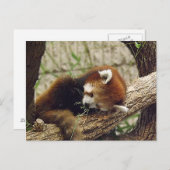 Cute Sleeping Red Panda w/Food in the Mouth Briefkaart (Voorkant / Achterkant)