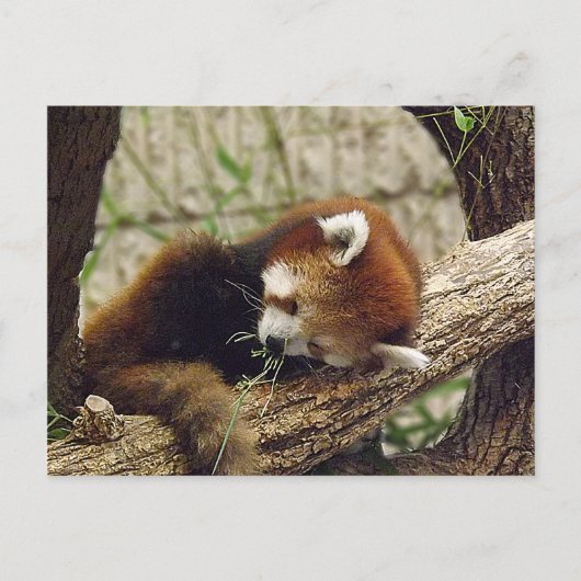 Cute Sleeping Red Panda w/Food in the Mouth Briefkaart (Voorkant)