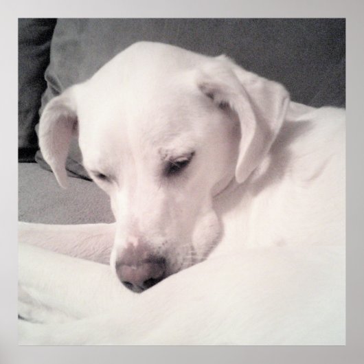 Cute Sleepy White Dog Grey Poster (Voorkant)