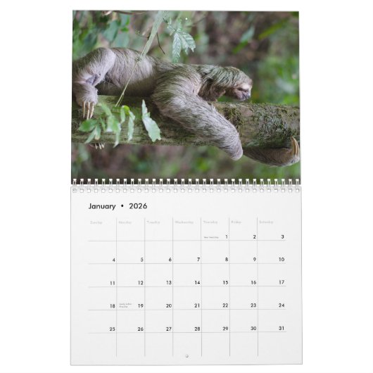 Cute Sloth-Afbeeldingen | Schattige foto's met sle Kalender