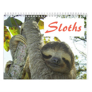 Cute Sloth-Afbeeldingen   Schattige foto's met sle Kalender