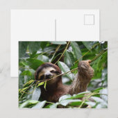 Cute sloth briefkaart (Voorkant / Achterkant)