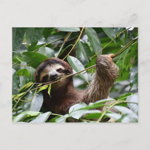 Cute sloth briefkaart