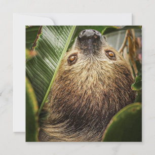 Cute Sloth Holiday Card Feestdagenkaart