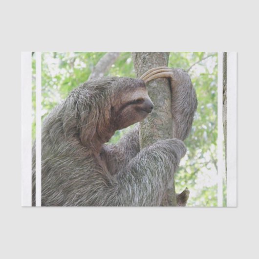 Cute Sloth Tissuepapier (Voorkant)