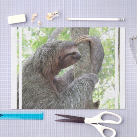 Cute Sloth Tissuepapier (Craft)