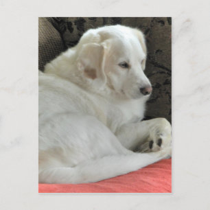 Cute Small White Dog Portret Briefkaart