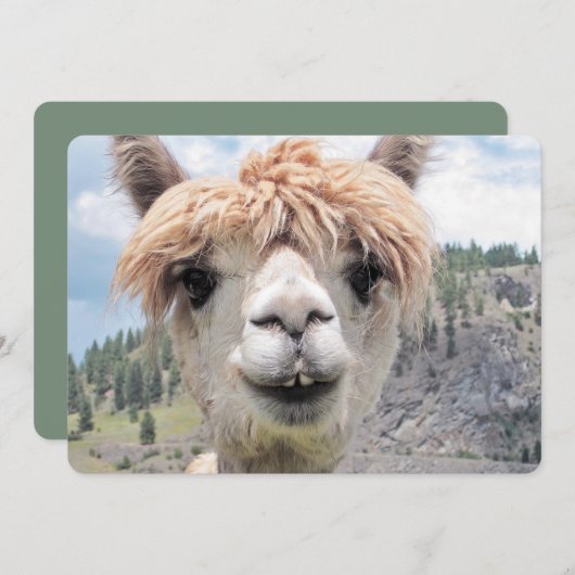 Cute Smiling Alpaca Photo Afbeelding (Voorkant / Achterkant)